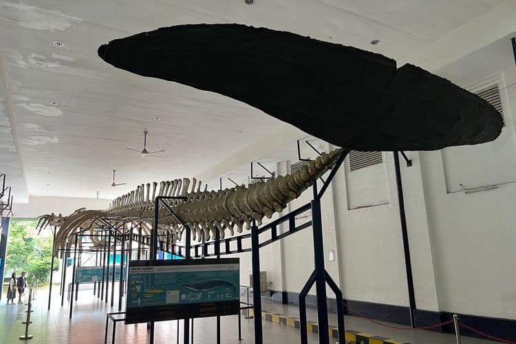 Museum